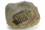 Detailed Crotalocephalina Trilobite - Atchana, Morocco #348124-2